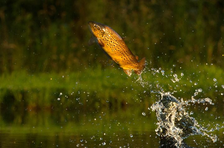 Trout Fishing for Beginners